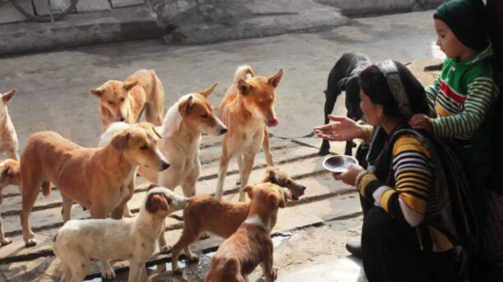 perritos de la calle